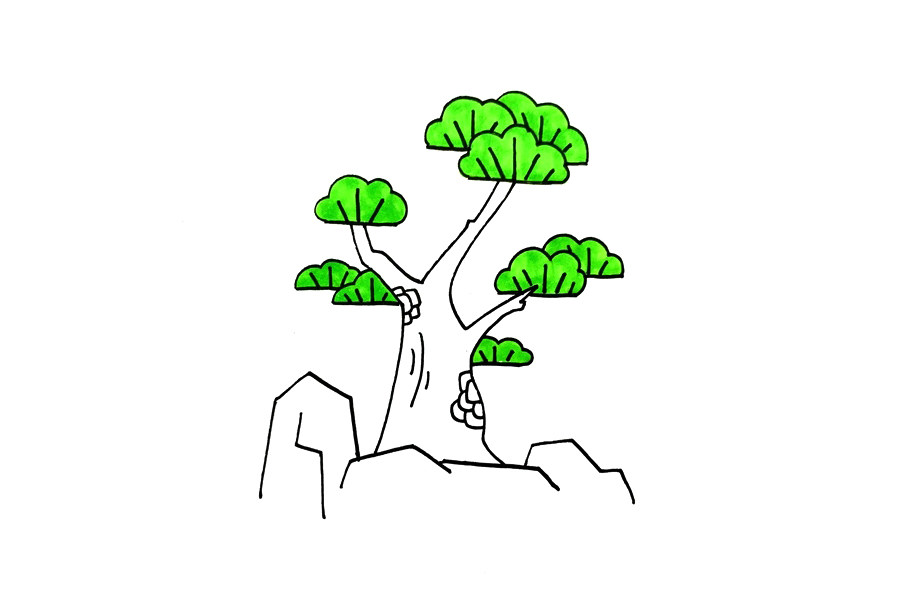 植物简笔画大全 松柏怎么画