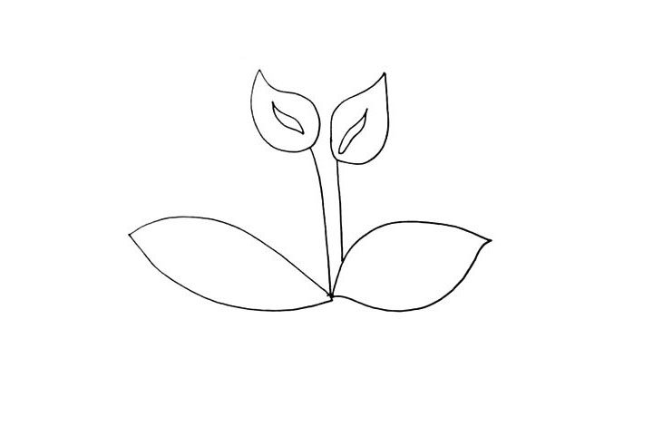 马蹄莲简笔画步骤详解