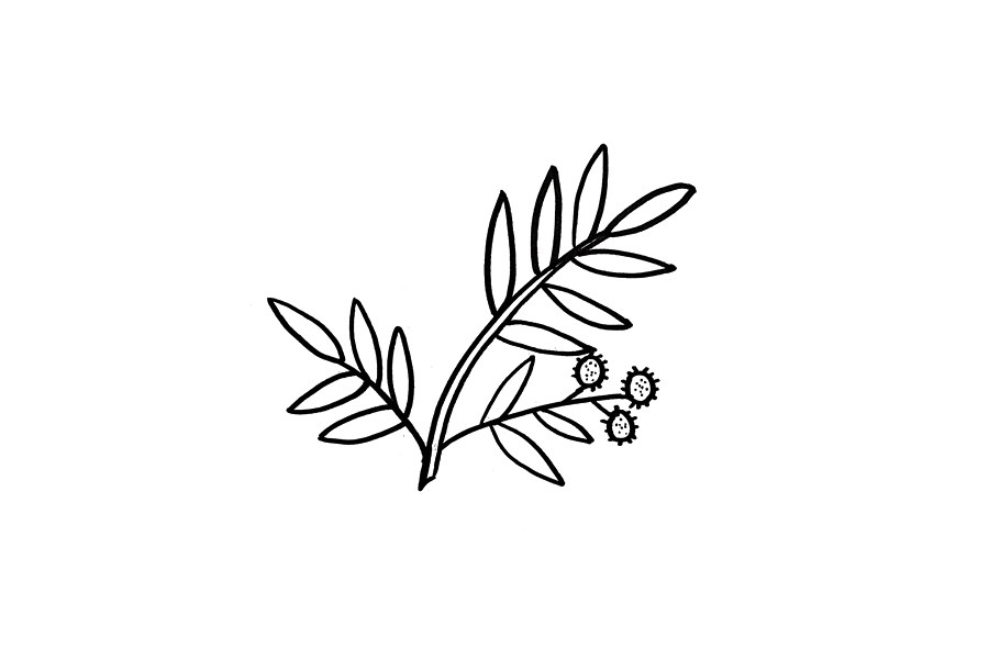 含羞草怎么画