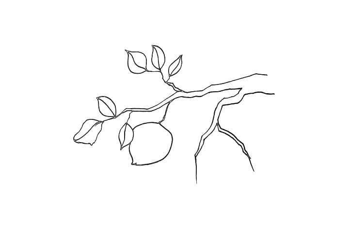 桃树简笔画画法步骤