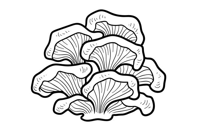 各种野生菌的画法