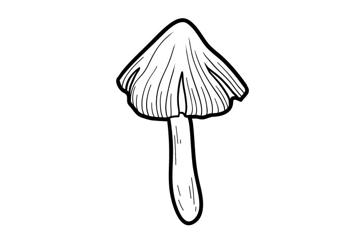 各种野生菌的画法