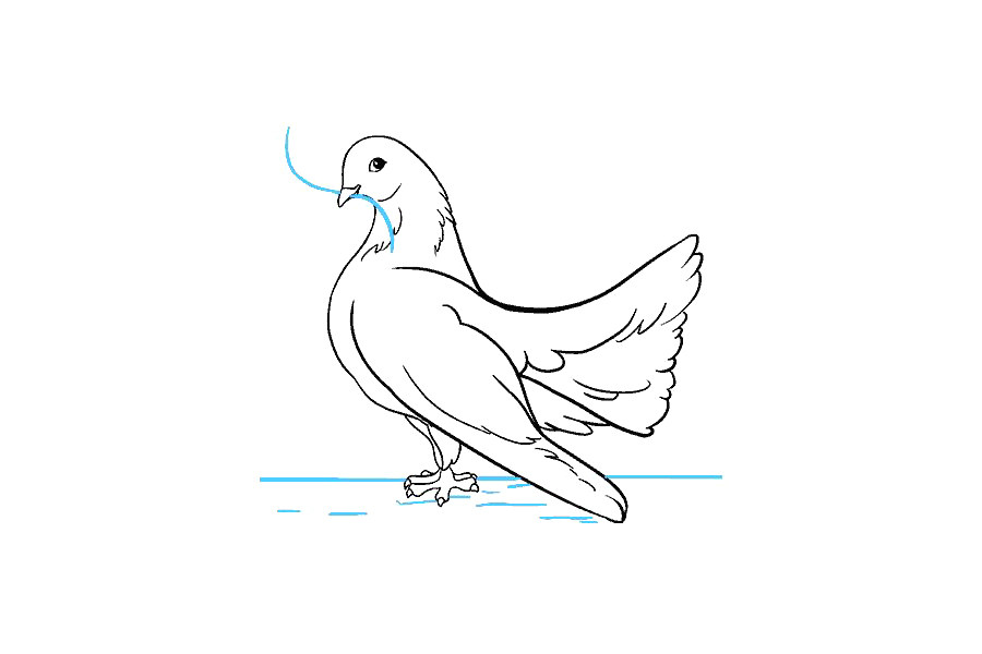 鸽子怎么画