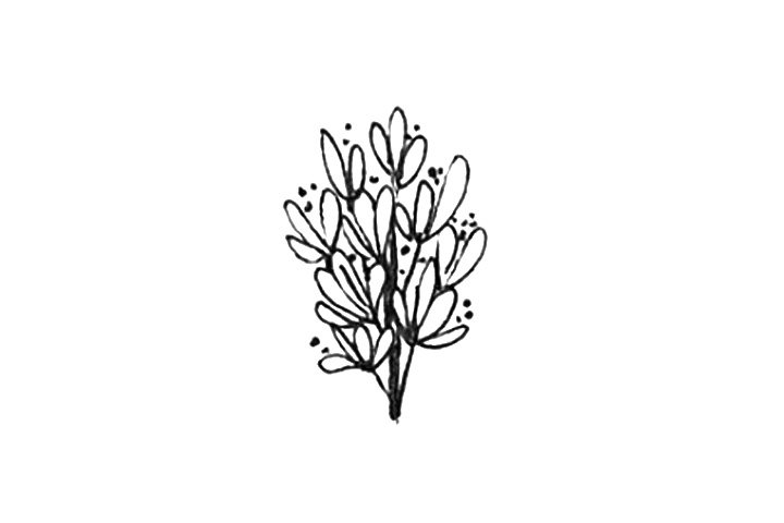 23种漂亮小花简笔画图片