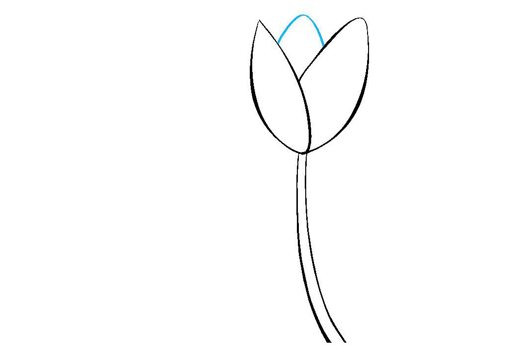 如何画郁金香简笔画