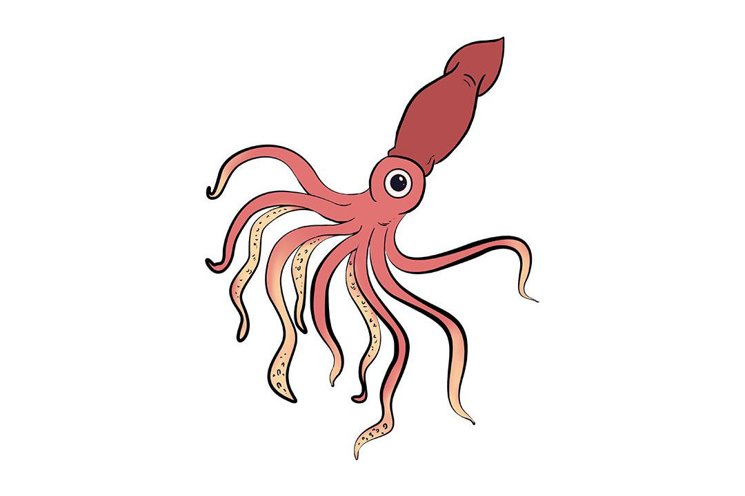 鱿鱼怎么画