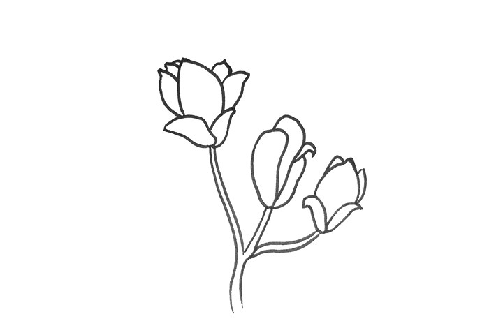 玉兰花怎么画