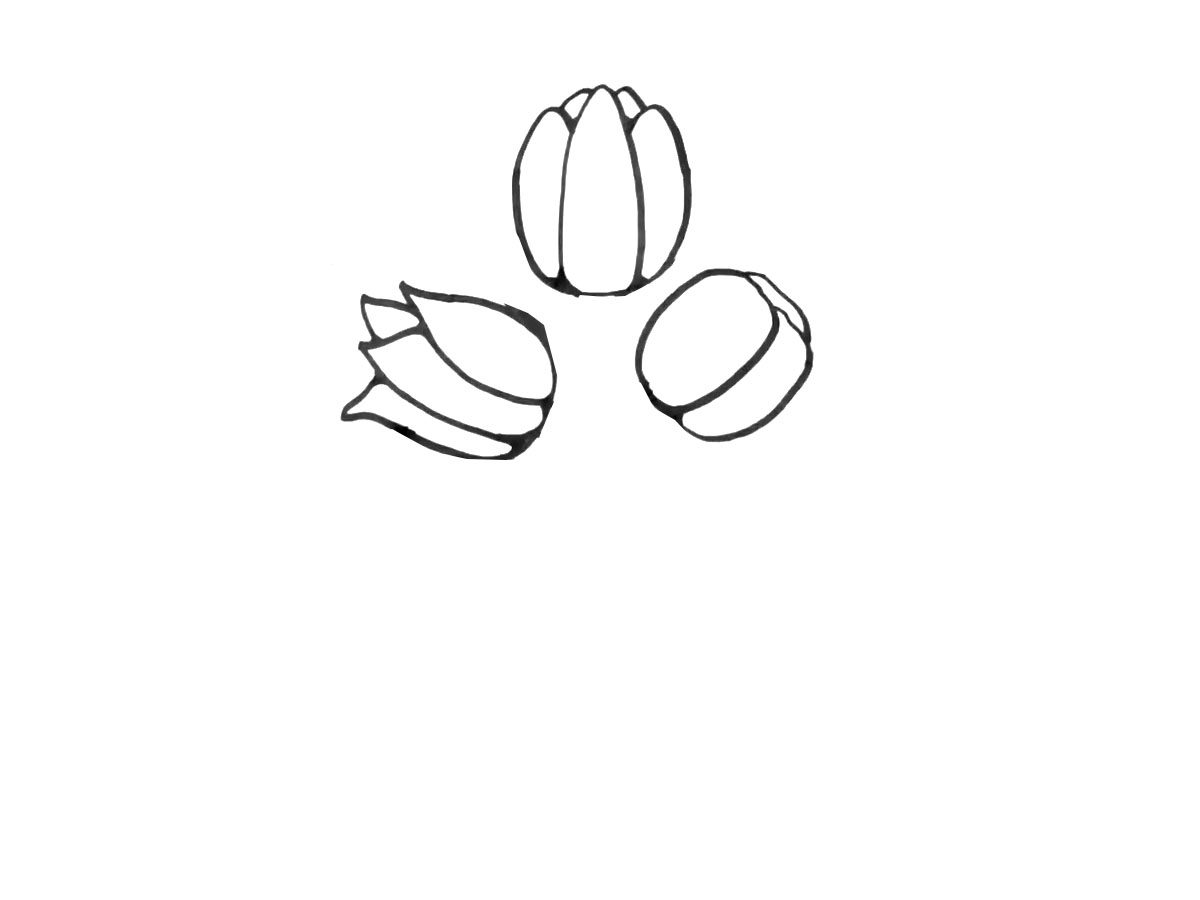 郁金香花束简笔画图片