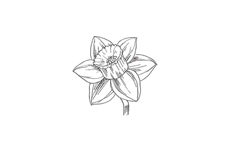 详细花朵绘画步骤 水仙花花朵简笔画画法
