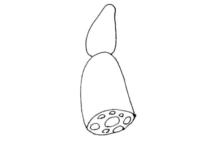 莲藕简笔画画法详解