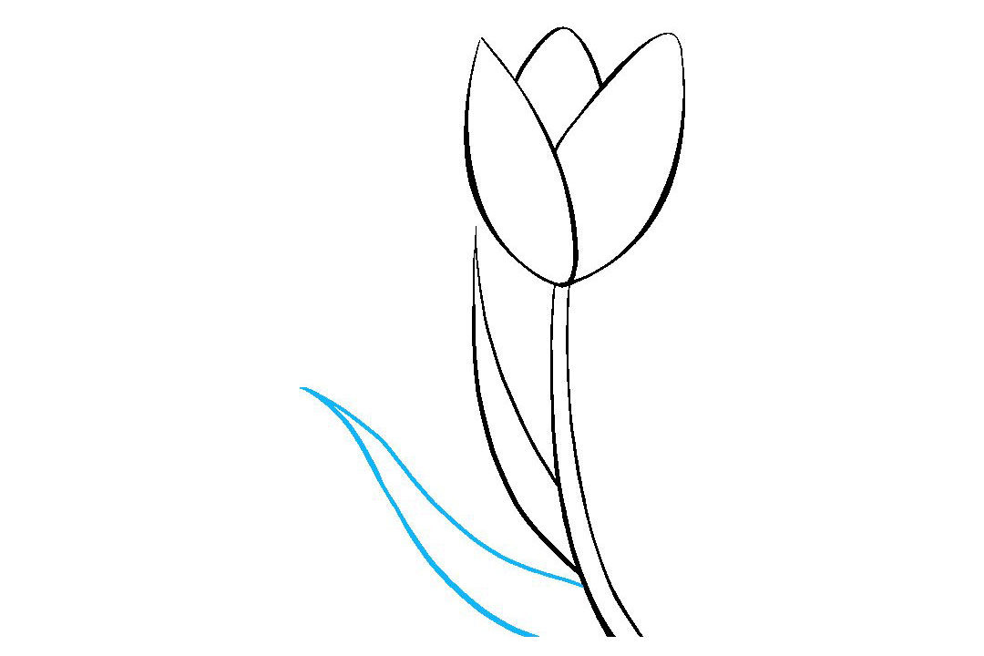 如何画郁金香简笔画