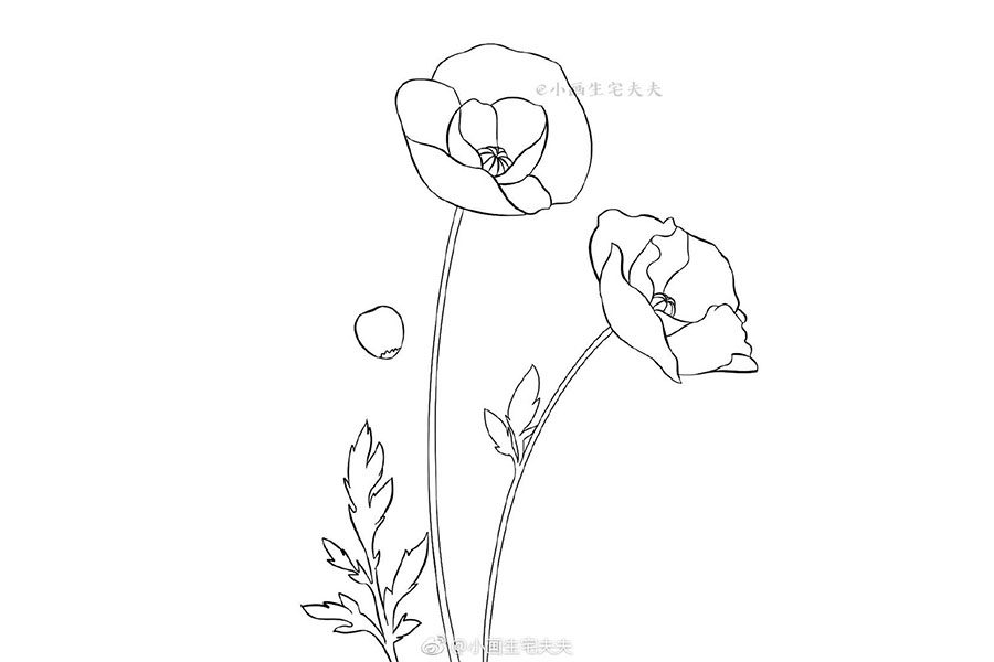画一株代表死亡的罂粟花 禁毒日简笔画绘画素材