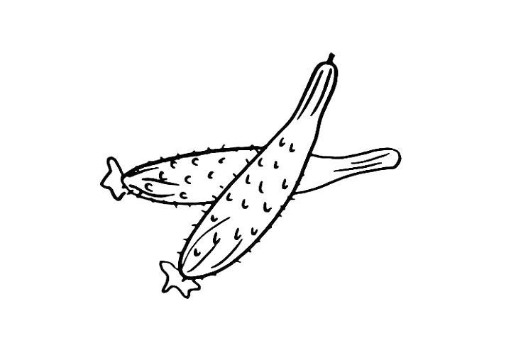 黄瓜简笔画画法步骤