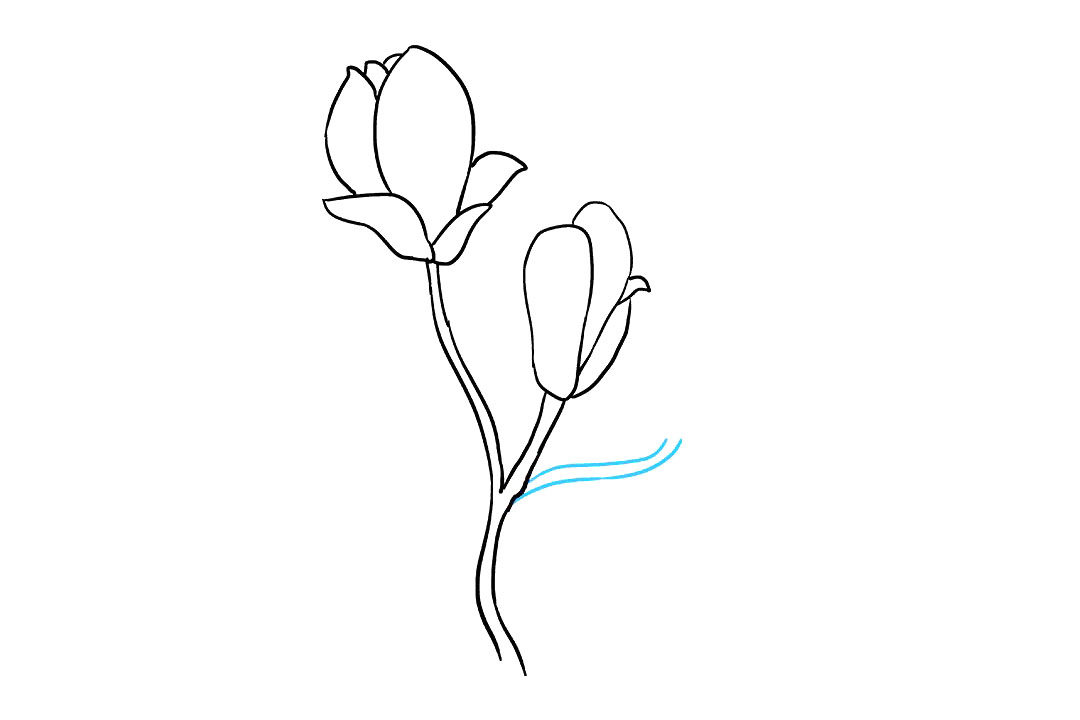 木兰花的画法