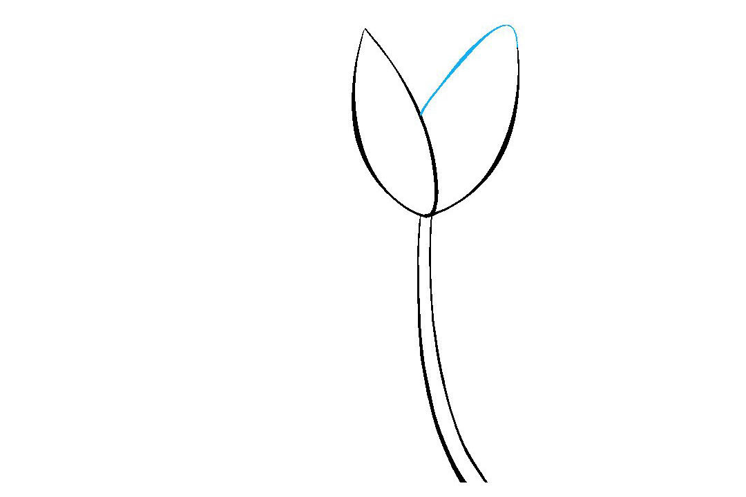 如何画郁金香简笔画