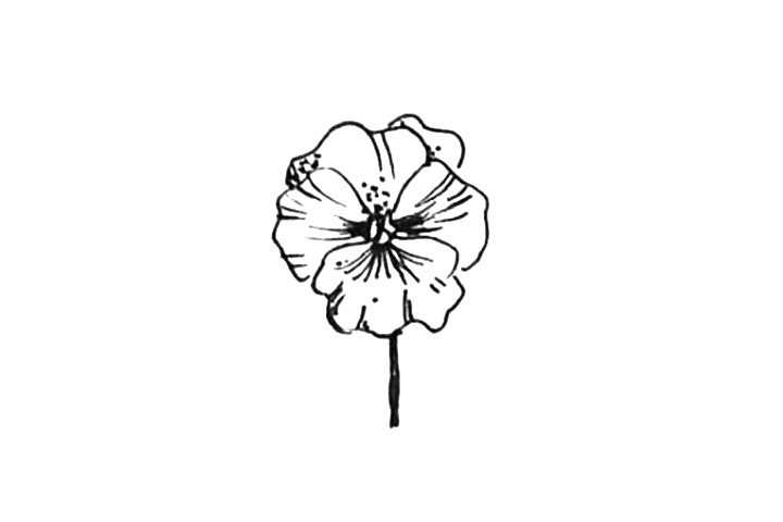 23种漂亮小花简笔画图片