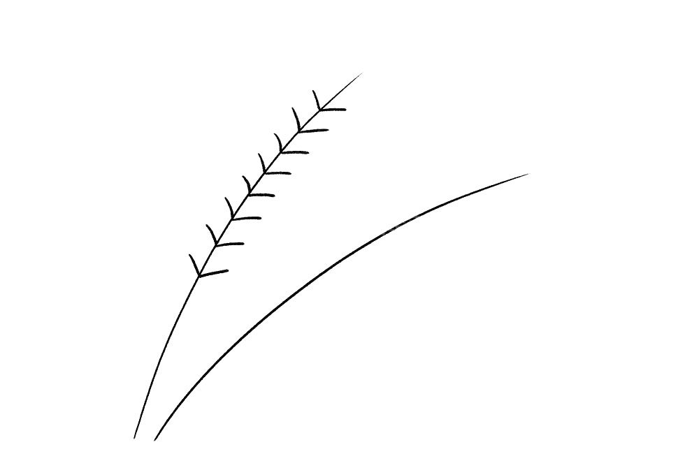 小麦简笔画画法步骤