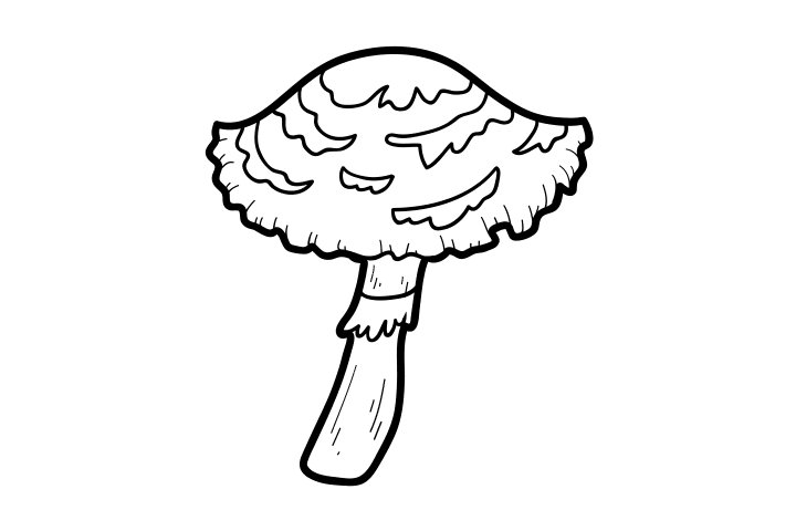 各种野生菌的画法