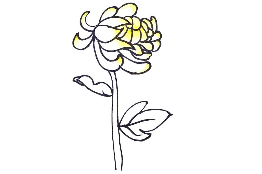 九月菊花简笔画画法