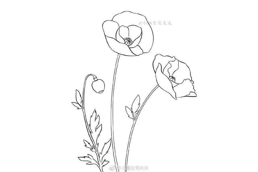 画一株代表死亡的罂粟花 禁毒日简笔画绘画素材