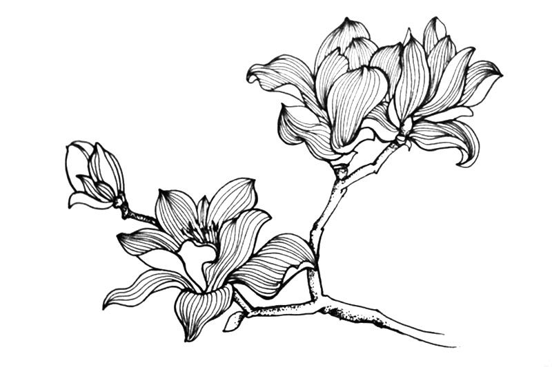 一组漂亮的小花简笔画图片