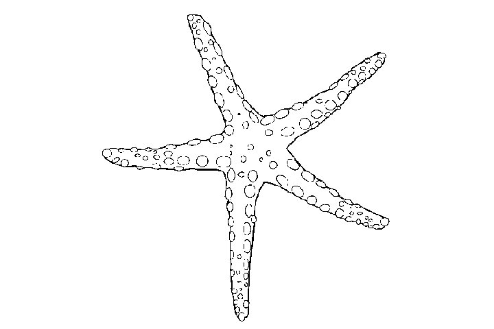 各种海星的画法
