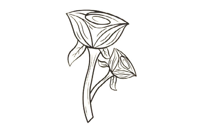 8种玫瑰花的画法