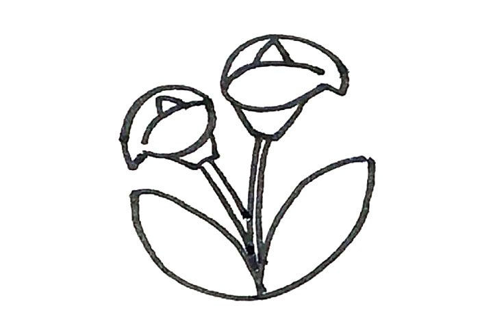 马蹄莲简笔画画法步骤