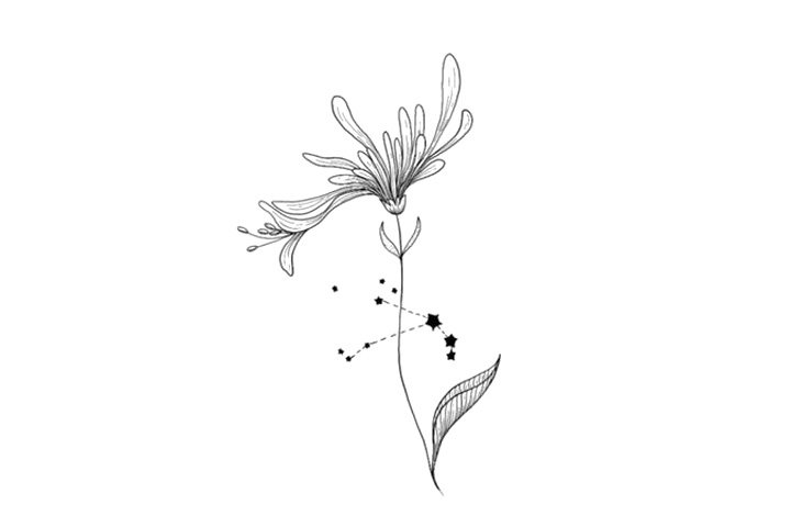 鲜花简笔画之十二星座与鲜花
