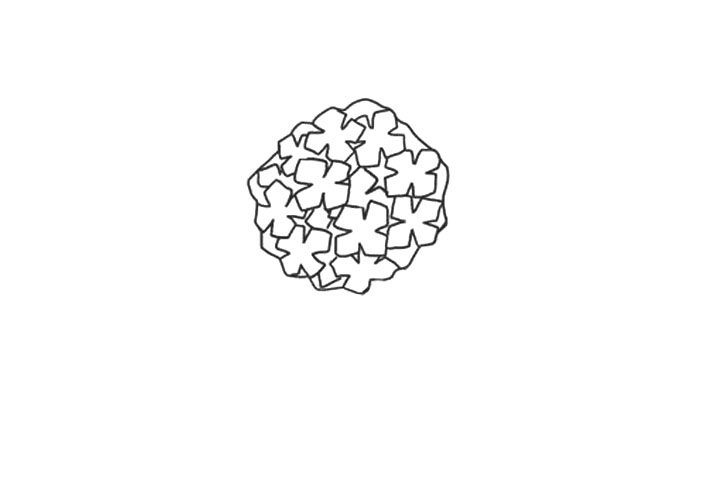 绣球花简笔画画法步骤
