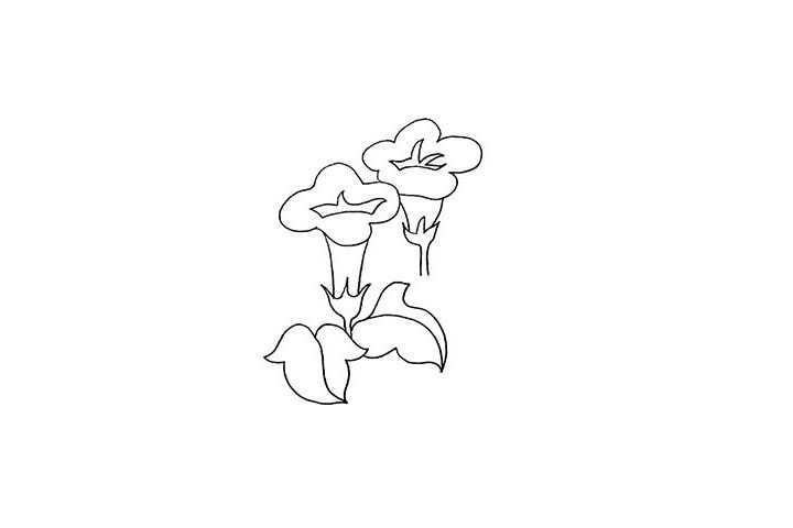 牵牛花简笔画画法步骤