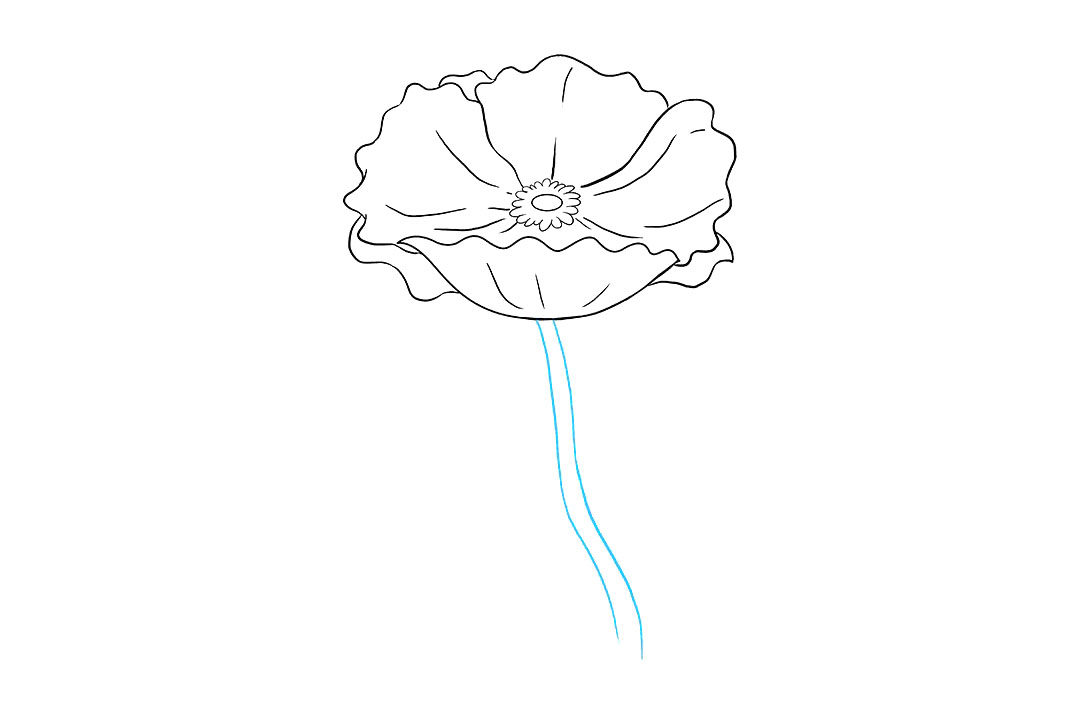 罂粟花怎么画