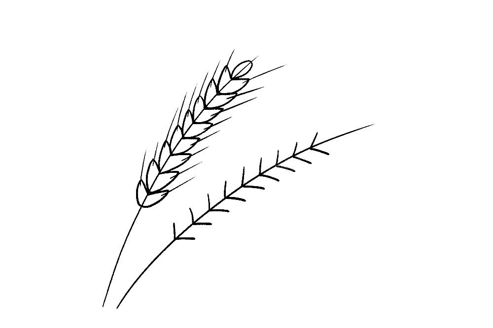 小麦简笔画画法步骤