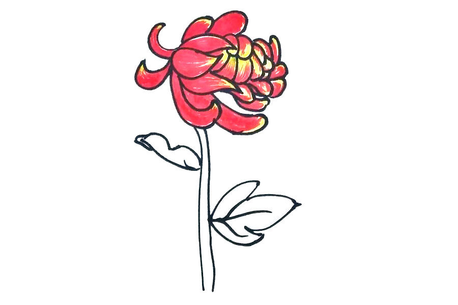 九月菊花简笔画画法