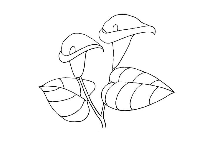 马蹄莲简笔画教程