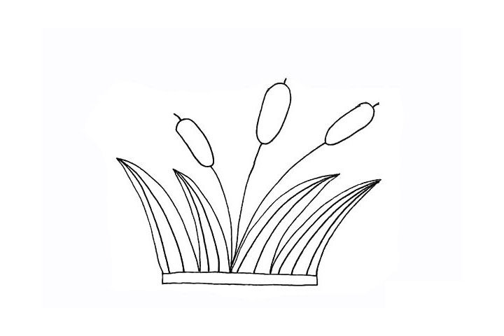 芦苇简笔画画法步骤