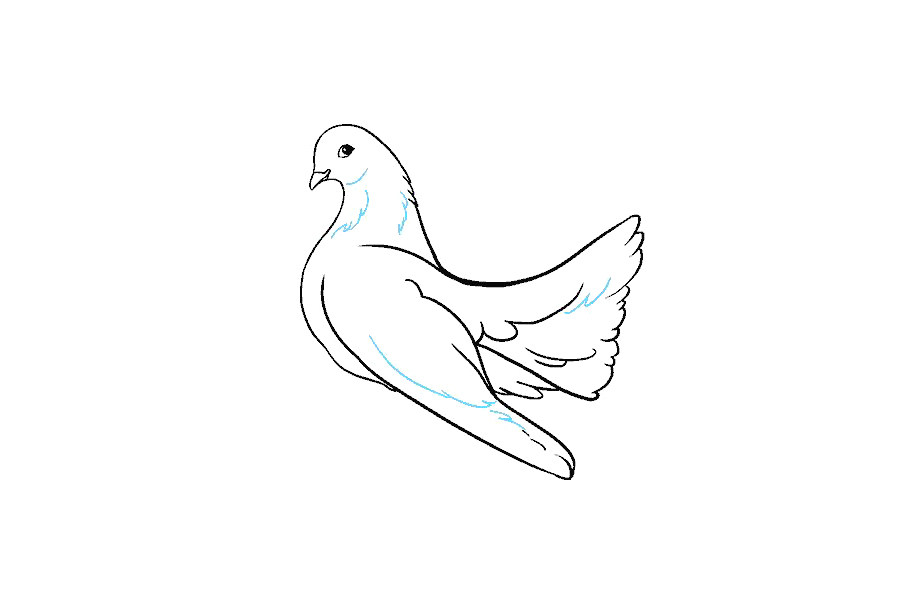 鸽子怎么画