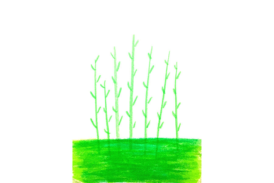 春天里一片油菜花怎么画