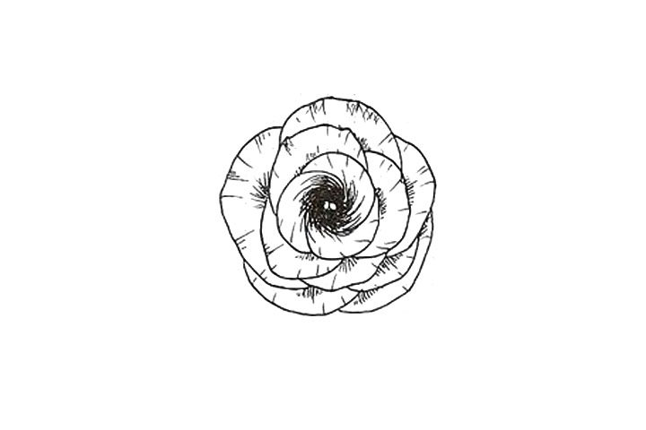 桔梗花花朵简笔画画法步骤