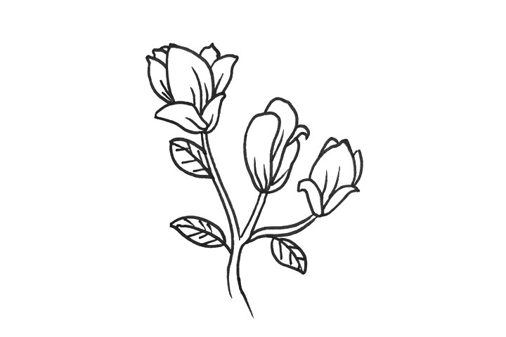 玉兰花怎么画