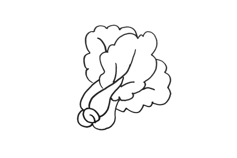 蔬菜简笔画大全 青菜简笔画怎么画