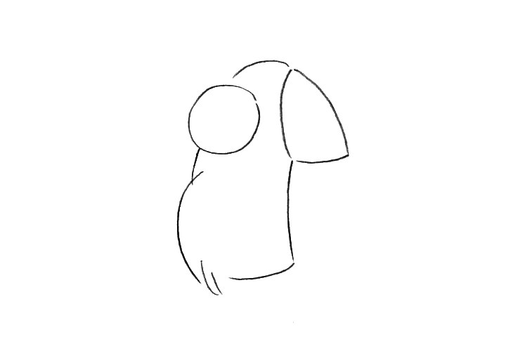 漂亮的鹦鹉怎么画