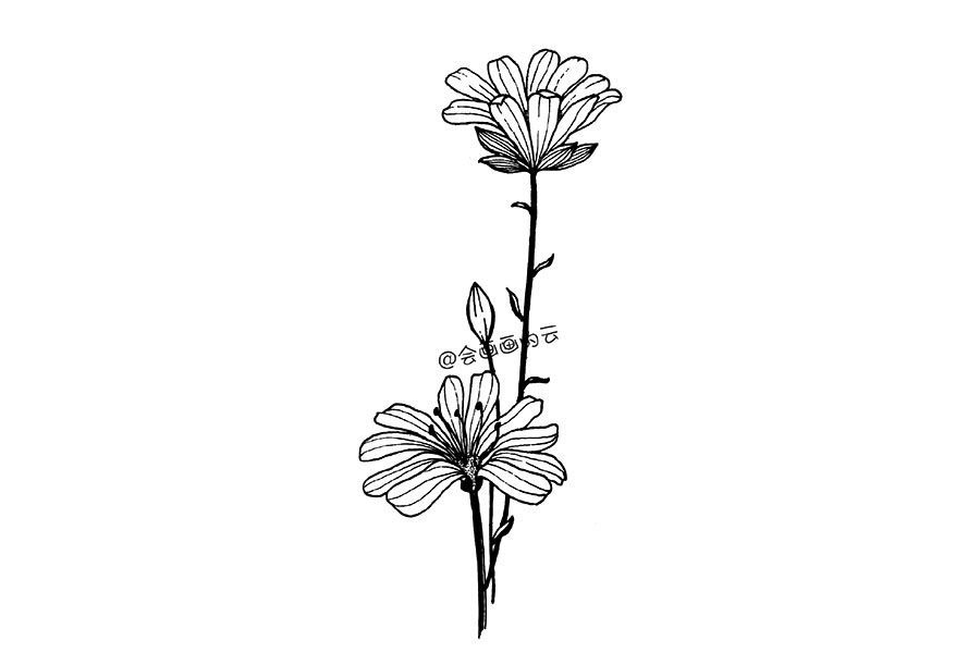 零基础简笔画 一朵漂亮的小花花