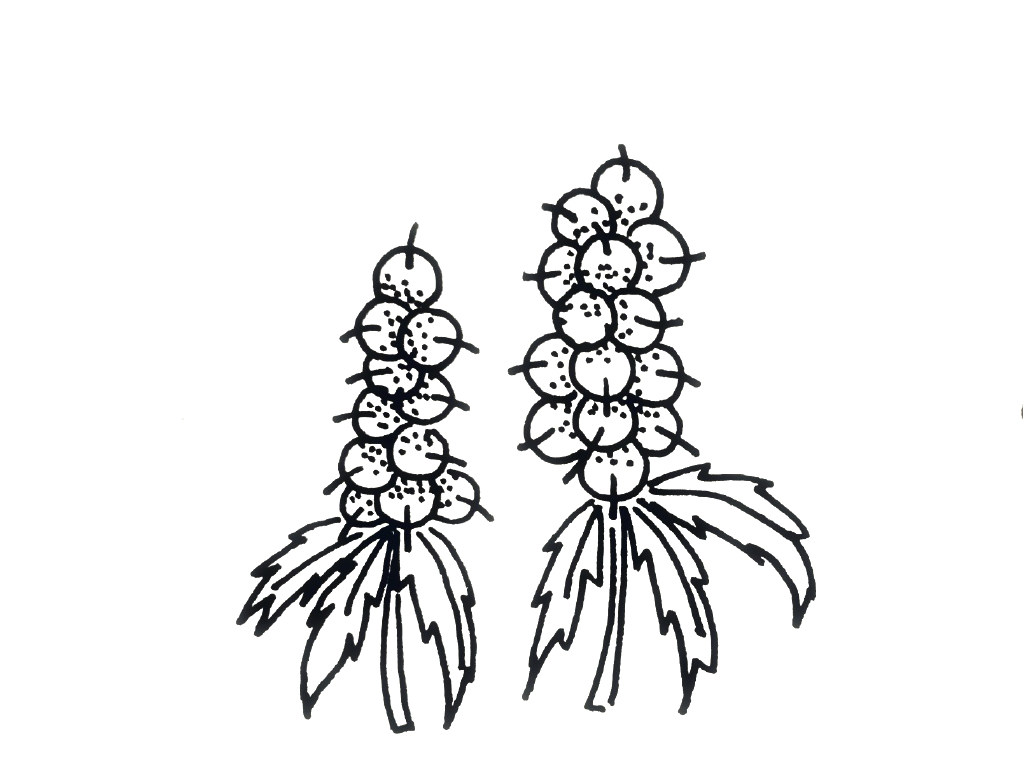 一组小植物简笔画图片