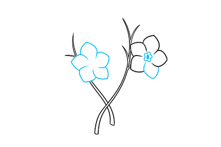 如何画勿忘我花