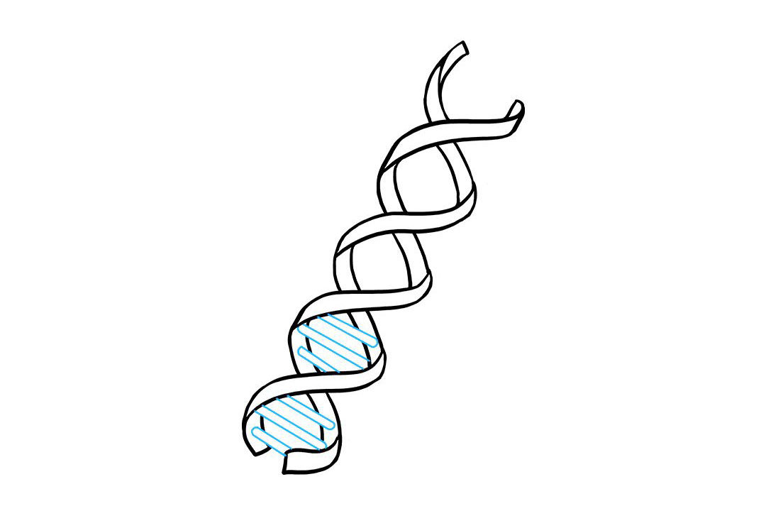 生物DNA怎么画