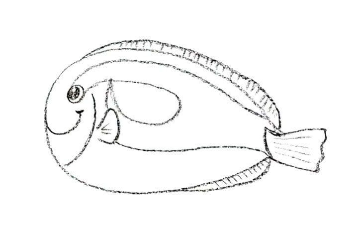 黄尾副刺尾鱼简笔画教程