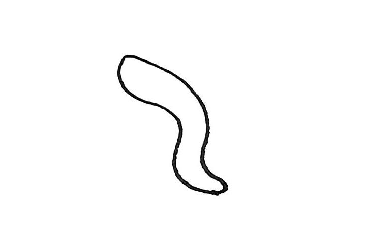 鳗鱼简笔画画法步骤