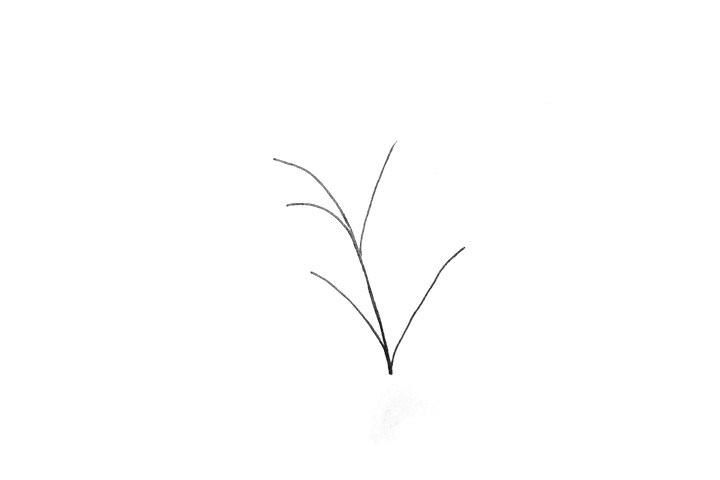 如何画艾草