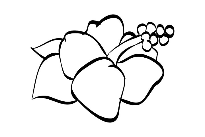 各种漂亮的花朵简笔画